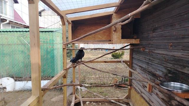 Ворон Гриша 13 апреля, с праздником