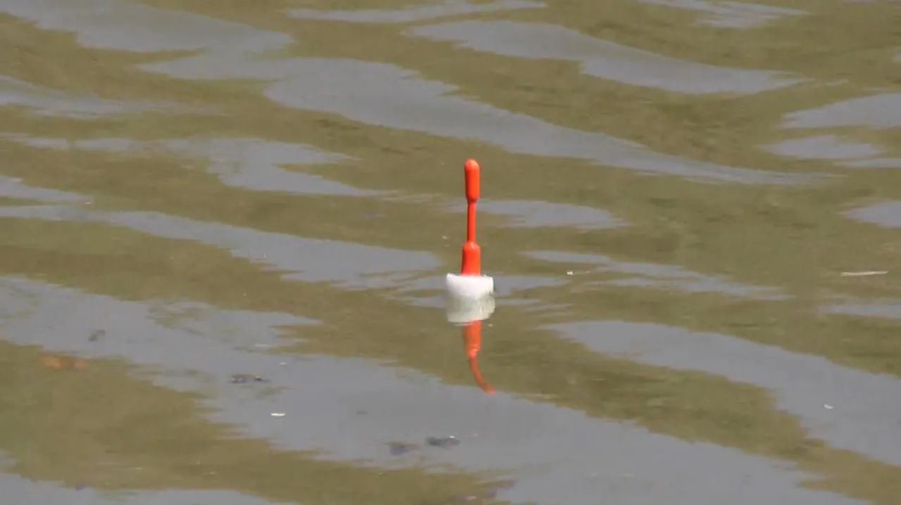 ВОБЛА на поплавок! КЛАДБИЩЕ малька! Ход воблы заканчивается! Рыбалка на поплавочную удочку!