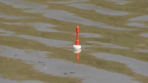 ВОБЛА на поплавок! КЛАДБИЩЕ малька! Ход воблы заканчивается! Рыбалка на поплавочную удочку!