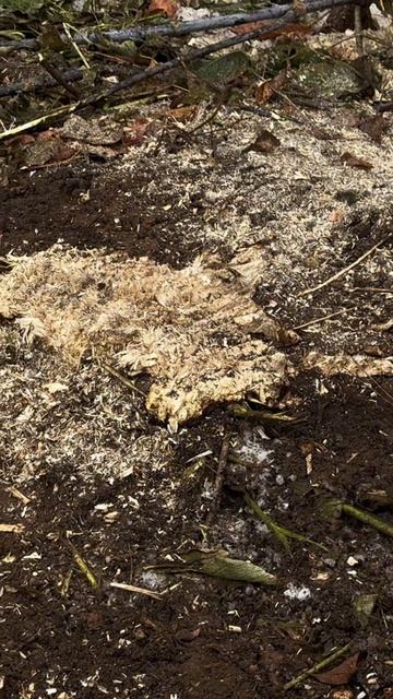 ЖЕЛЕЗНЫЙ ДРОВОСЕК ЦАРЬ МУЛЬЧЕР РУБИТ ДЕРЕВЬЯ И ПНИ, КОСИТ ДИКИЕ КУСТАРНИКИ, МУЛЬЧИРОВАНИЕ, МАКСТЕМ