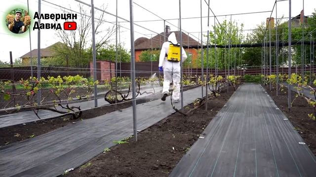 Антракноз на винограднике - Как лечить (29.04.2024) (Видеоблог Давида Алверцяна)