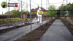 Антракноз на винограднике - Как лечить (29.04.2024) (Видеоблог Давида Алверцяна)