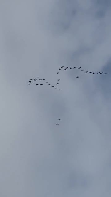 В Мензелинский район возвращаются дикие гуси.