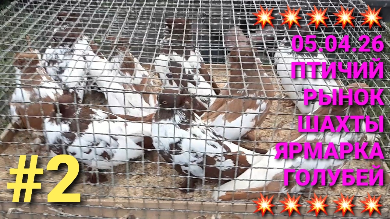 💥💥💥 Птичий рынок в г.Шахты. Ярмарка голубей. Часть 2. Pigeons Fair.  Bird Market.