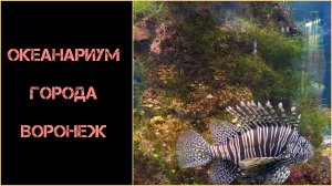 Океанариум города Воронеж
