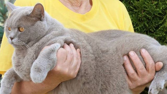 Ожирение кошек лечение