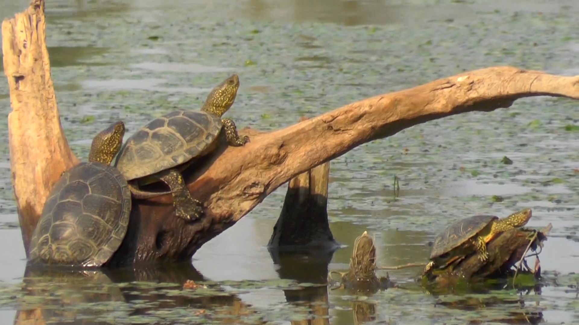 Отпускаю ВСЕХ САЗАНОВ! Крупный КАРАСЬ лапти! Колокольчики слетают.  Ловля сазана на жмых, макушатник
