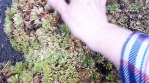 2348. Рассадный 2026 г. Ой,как жалко!