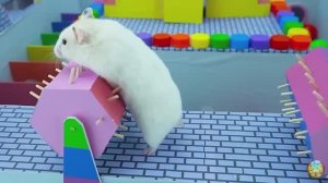 Хомячки играют в домике! Запутанный лабиринт #8