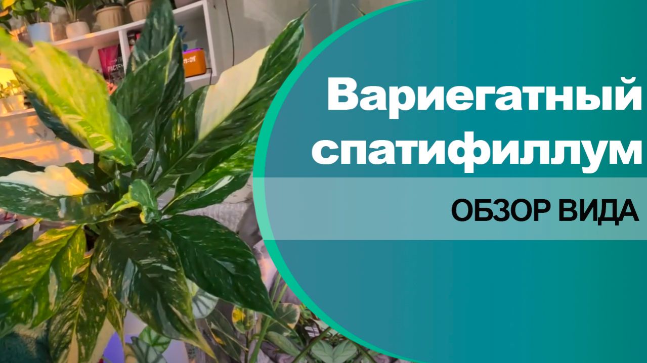 Варигатный спатифиллум Даймонд - обзор сорта и вида.