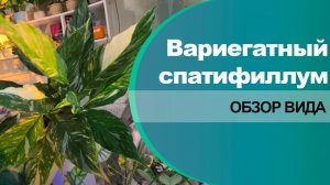 Варигатный спатифиллум Даймонд - обзор сорта и вида.