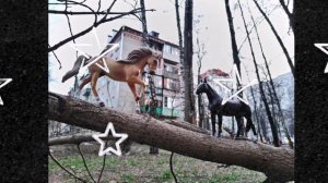 Эдит каналу Ziyvy horse 💖