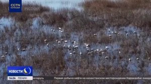 Мурмурация пернатых ежегодно привлекает ученых и туристов в устье Желтой реки в Китае