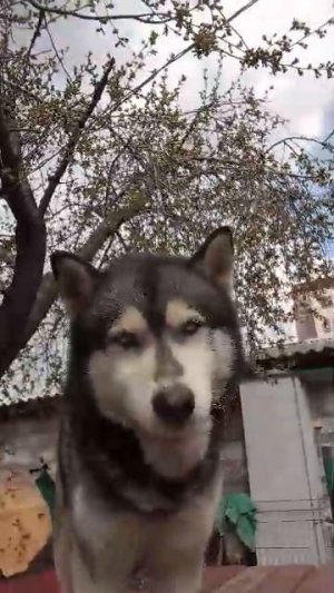 Хаски Валдай