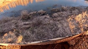 Весенняя охота на селезня