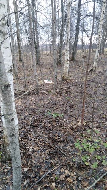 ✔Четыре банки берёзового сока💧 и пару строчков🍄✔