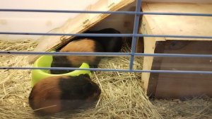 3. Городская ферма ВДНХ (1)