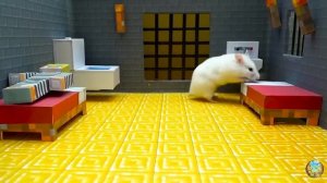 Хомячки играют в домике! Запутанный лабиринт #10