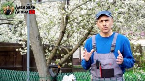 Можно ли на место старого куста винограда посадить новый куст (20.04.2024) (Видеоблог Д. Алверцяна)