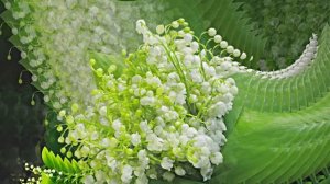 Футажи! Комплект Футажей Весенняя Ландышевая Сказка 1 от Киностудии Мудрого Кота Тимофея!