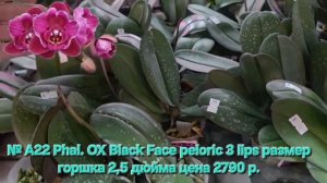 № А22 Phal. OX Black Face peloric 3 lips размер горшка 2,5 дюйма