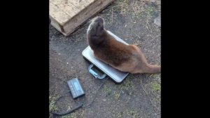 Здесь взвешиваются выдры