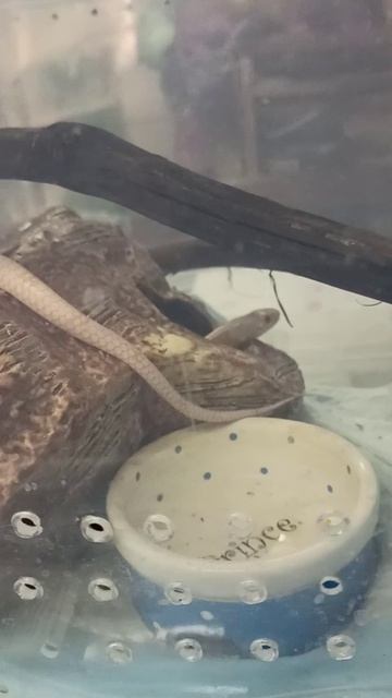 Очередной прикол от Карамельки