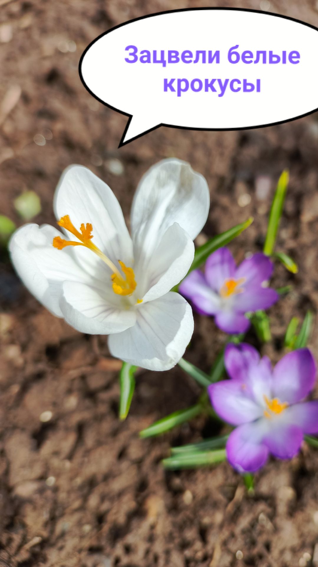 Белые крокусы зацвели в Пермском крае