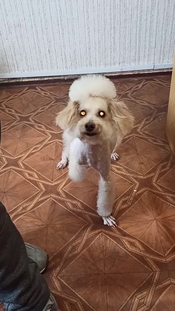 Милашка Линда подстриглась на весну. Зоосалон Eteluin г. Краснодон.