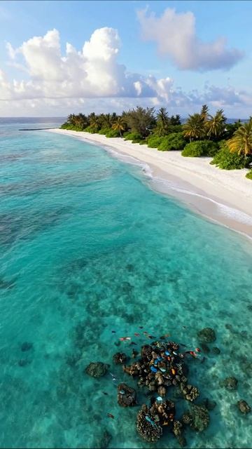 Тайны кораллового рифа на берегу рая #Мальдивы #Природа #ПодводныйМир