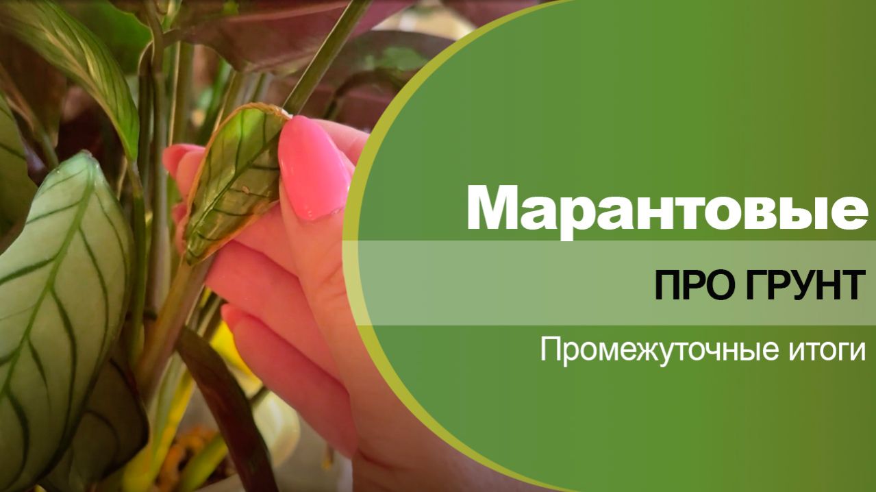Про марантовые. Грунт для марантовых, промежуточные итоги.