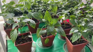 Работаю в светёлке, переваливаю Сладкие перцы и Петунию Тайдал Ред Велюр.