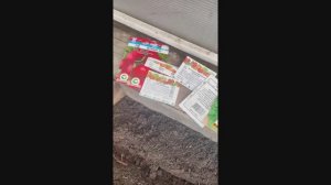 Ура, старт! Посев зелени и капусты в теплицу