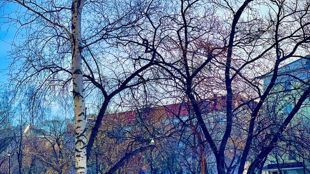 Весенний денек в городе🌱🌿🌳