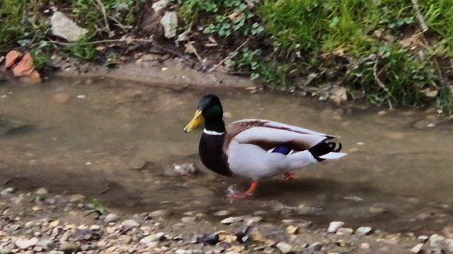 Кисловодск. Речка ОЛЬХОВКА - природное украшение Курортного парка.