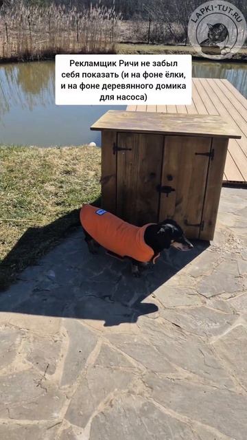 Таксопарень Ричи и дерево посадить может 😂

#лапкитут #таксыправятмиром #загороднаяжизнь #елка #садо