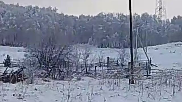 Сказочный лес!