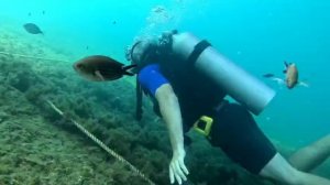 Дайвинг в Геленджике