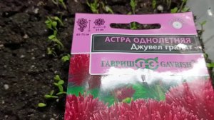 Астры взошли сплошным ковром