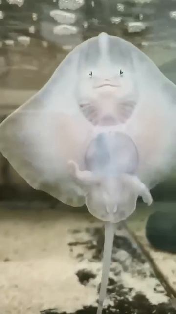 Так выглядит детёныш ската