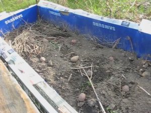 Посадка и выращивание отличного картофеля в ящике с травой, без земли, копки и ухода! 1 часть.