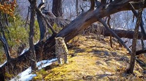 Пятнистый красавец устроил показ на лесном подиуме