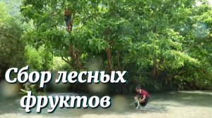 Сбор лесных фруктов у прохладного ручья, чтобы продать их на рынке и купить вещи для сына Тома.