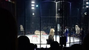 Белые тигры:грация и сила!