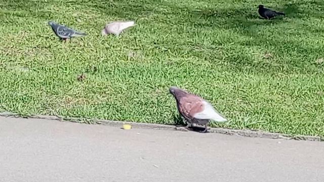 !Красивые голуби в стае простых сизарей. VID_20260404_093358