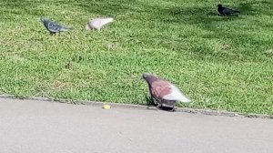 !Красивые голуби в стае простых сизарей. VID_20260404_093358