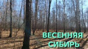 В лес на прогулку после зимы и заодно посмотрел валежник