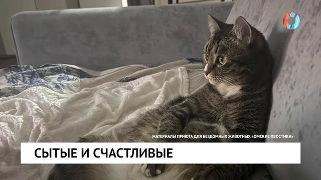 Медведь и кошка