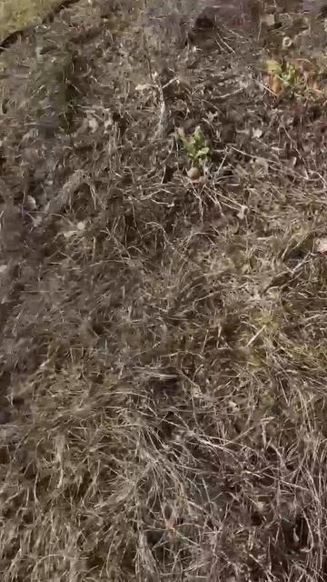 Первоцветы и тюльпаны на 12 апреля(продолжение эксперимента от 24 марта)