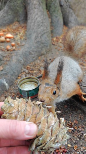 Большая шишка для белки